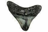 Juvenile Megalodon Tooth - North Carolina #338508-1